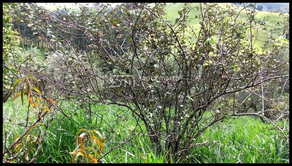 Fazenda à venda, 300m² - Foto 4