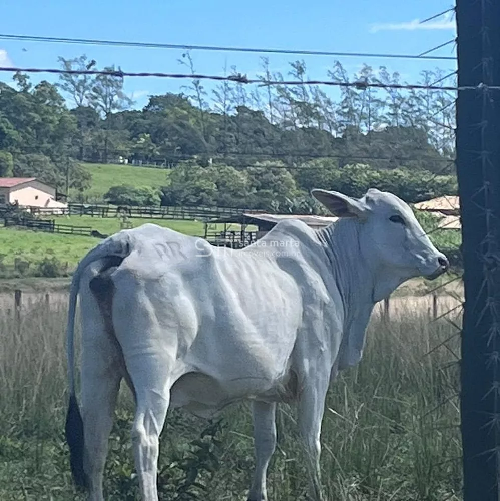 Fazenda, 252 hectares - Foto 28
