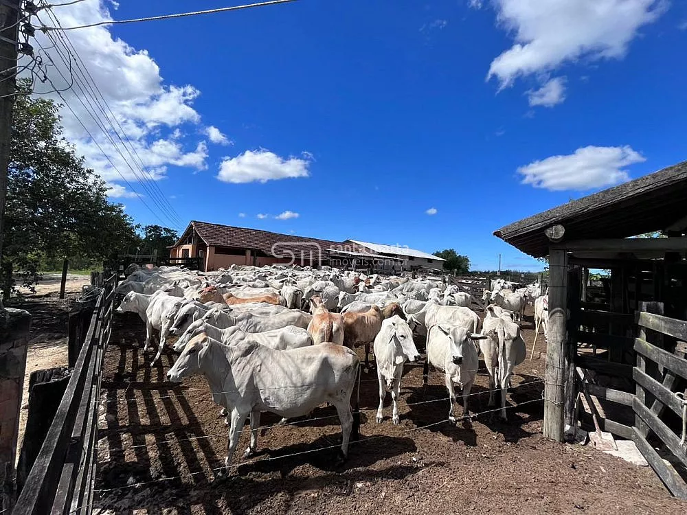 Fazenda, 252 hectares - Foto 36