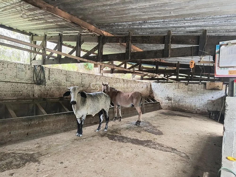 Sítio, 3 quartos, 24 hectares - Foto 6