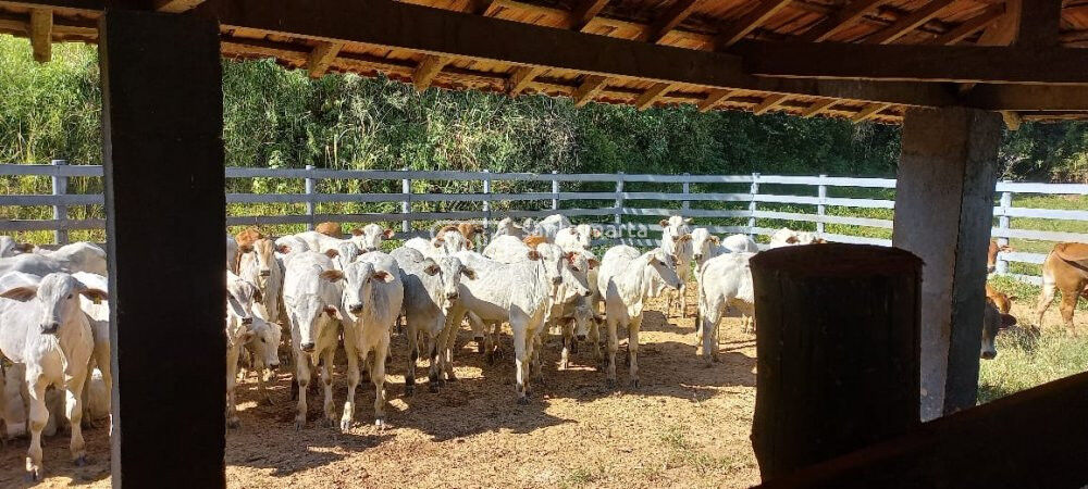 Fazenda à venda com 4 quartos, 431m² - Foto 3