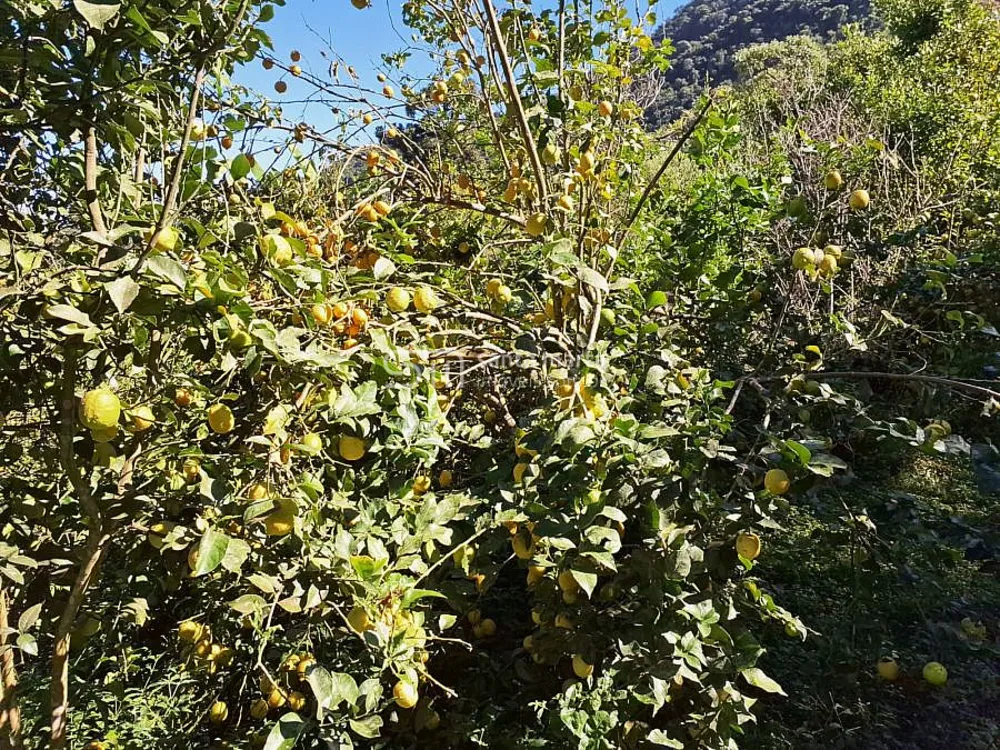 Fazenda, 72 hectares - Foto 3