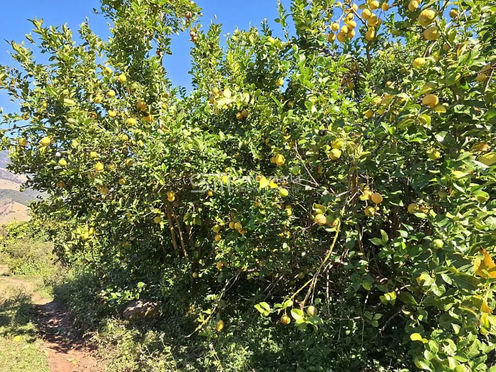 Fazenda, 72 hectares - Foto 6