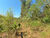 Sítio, 2 hectares - Foto 43