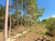 Sítio, 2 hectares - Foto 15