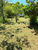 Sítio, 2 hectares - Foto 6