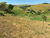 Sítio, 2 hectares - Foto 33