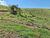 Sítio, 2 hectares - Foto 23
