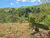 Sítio, 2 hectares - Foto 36