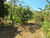 Sítio, 2 hectares - Foto 39