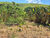 Sítio, 2 hectares - Foto 20