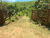 Sítio, 2 hectares - Foto 7
