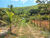 Sítio, 2 hectares - Foto 27