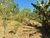 Sítio, 2 hectares - Foto 41