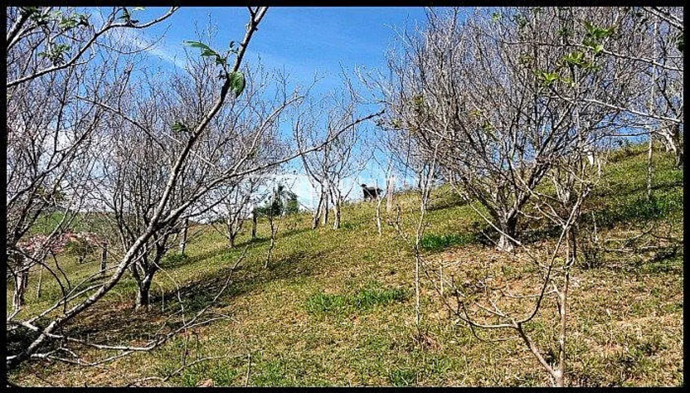 Sítio, 2 quartos, 4 hectares - Foto 3
