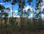 Fazenda, 215 hectares - Foto 3