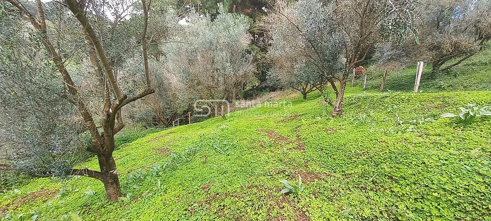 Fazenda, 83 hectares - Foto 6