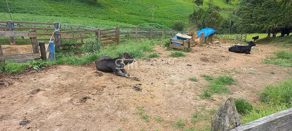 Fazenda, 63 hectares - Foto 3