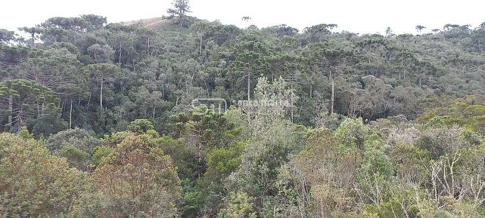 Sítio, 2 hectares - Foto 4