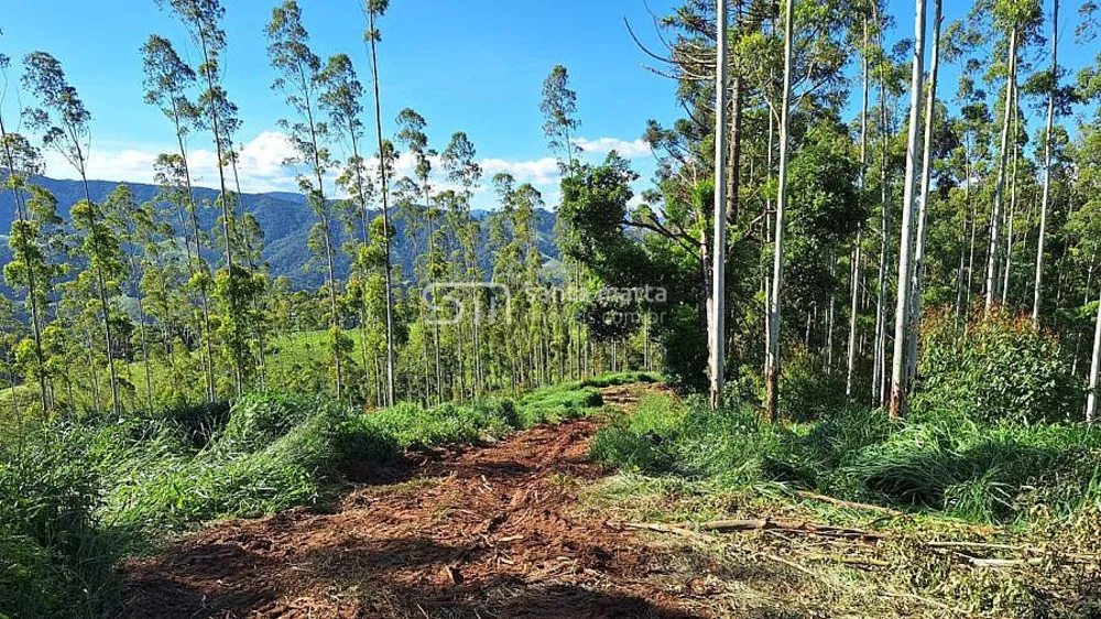 Sítio, 15 hectares - Foto 2