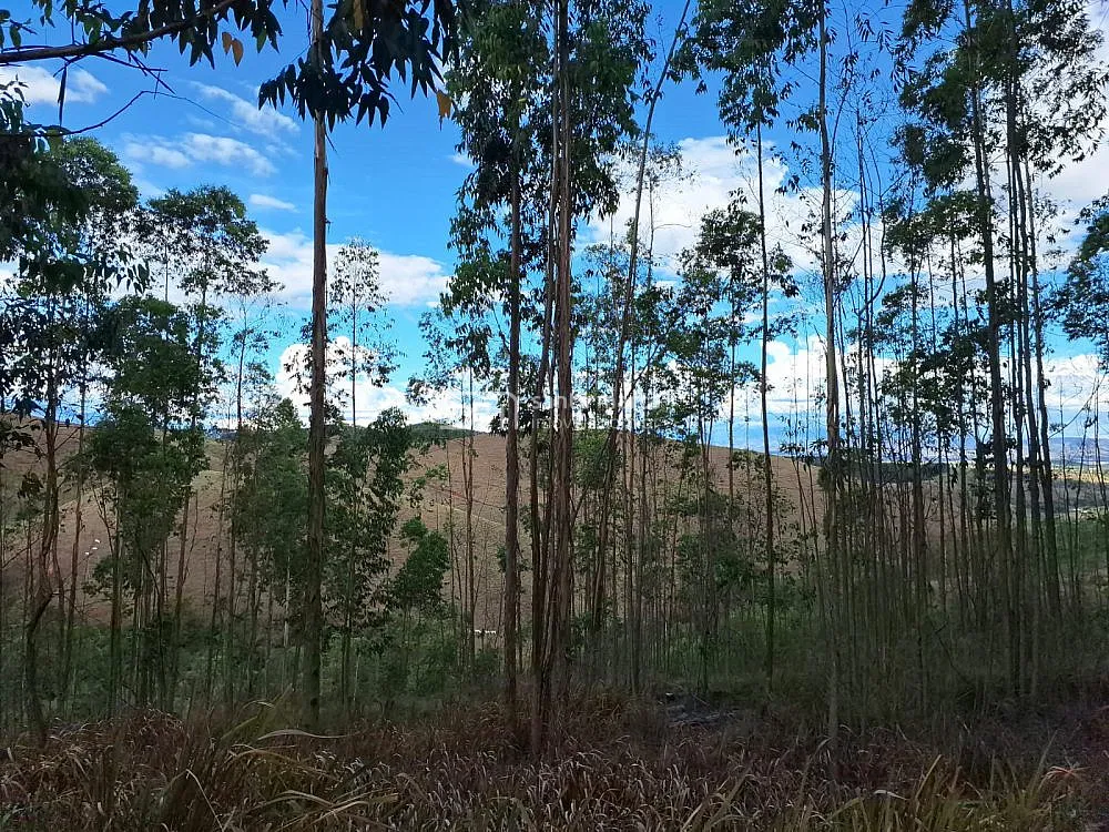Fazenda, 215 hectares - Foto 4