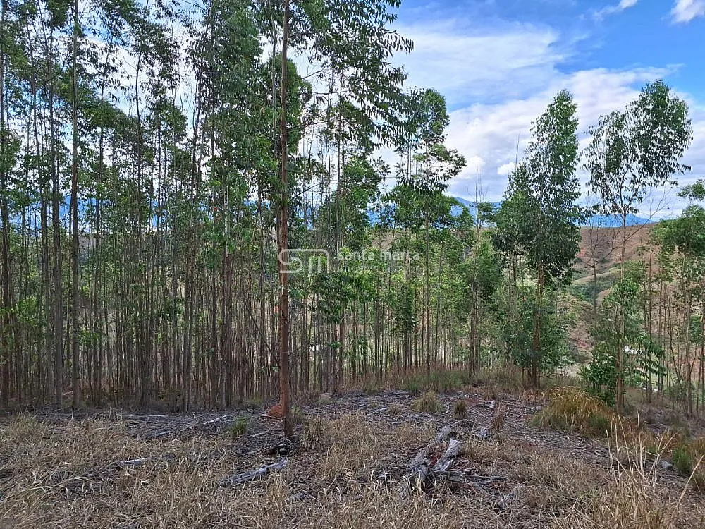 Fazenda, 215 hectares - Foto 12