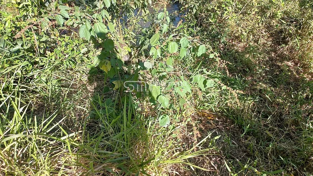 Fazenda, 148 hectares - Foto 6
