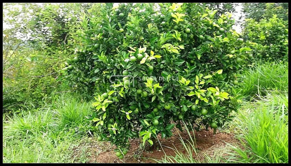 Fazenda, 19 hectares - Foto 14