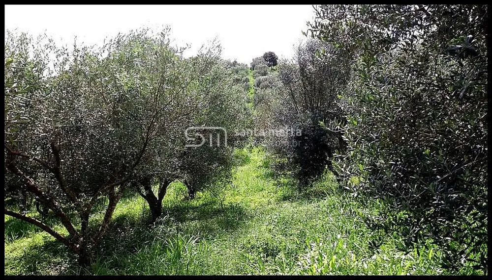 Fazenda, 19 hectares - Foto 8