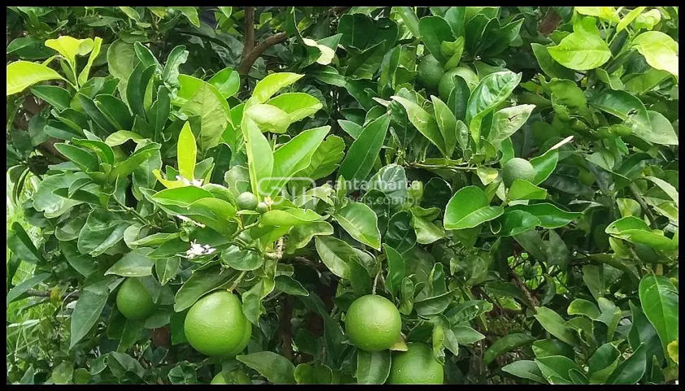 Fazenda, 19 hectares - Foto 15