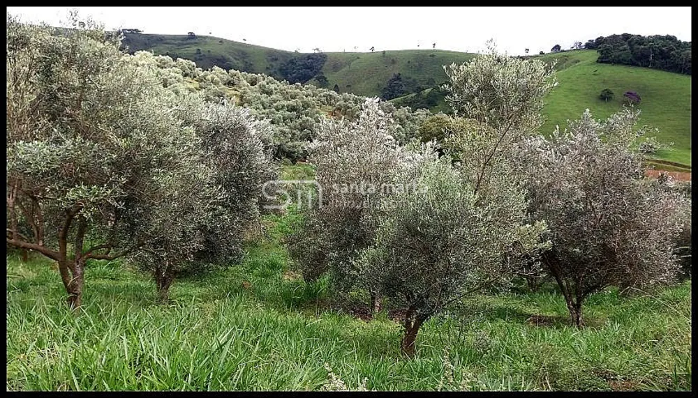 Fazenda, 19 hectares - Foto 4
