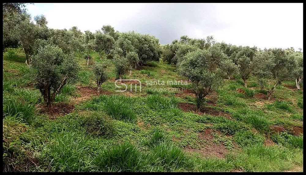 Fazenda, 19 hectares - Foto 7