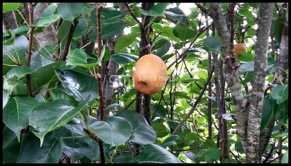 Fazenda, 19 hectares - Foto 10