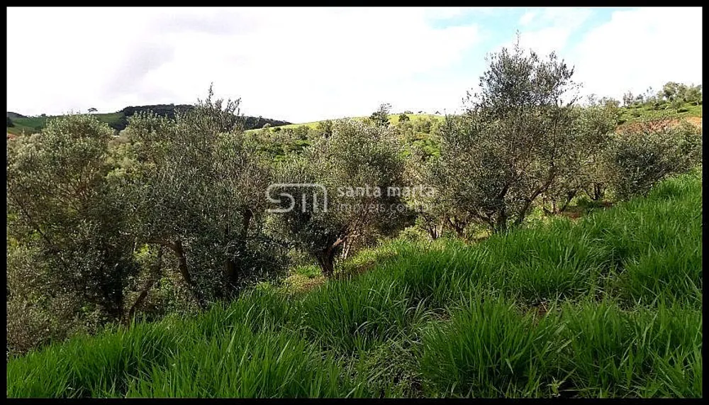 Fazenda, 19 hectares - Foto 12