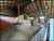 Chácara, 1 quarto, 4000 m² - Foto 1