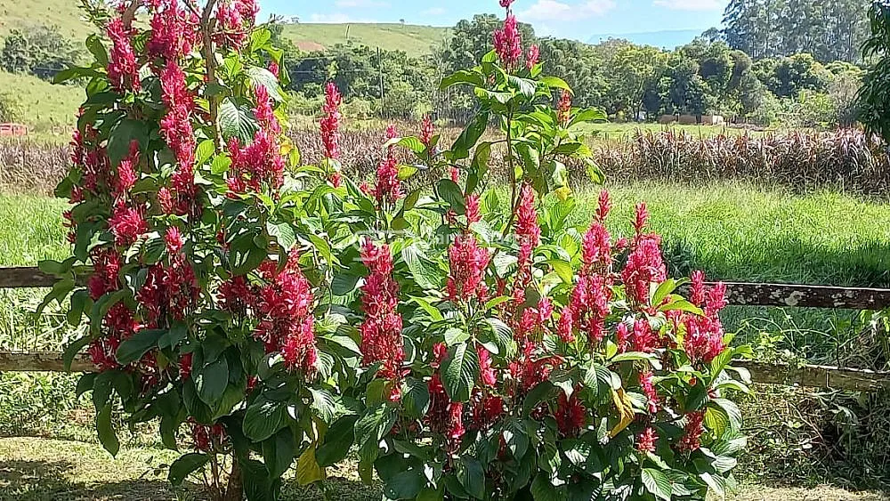 Chácara, 4 quartos, 1 hectares - Foto 6