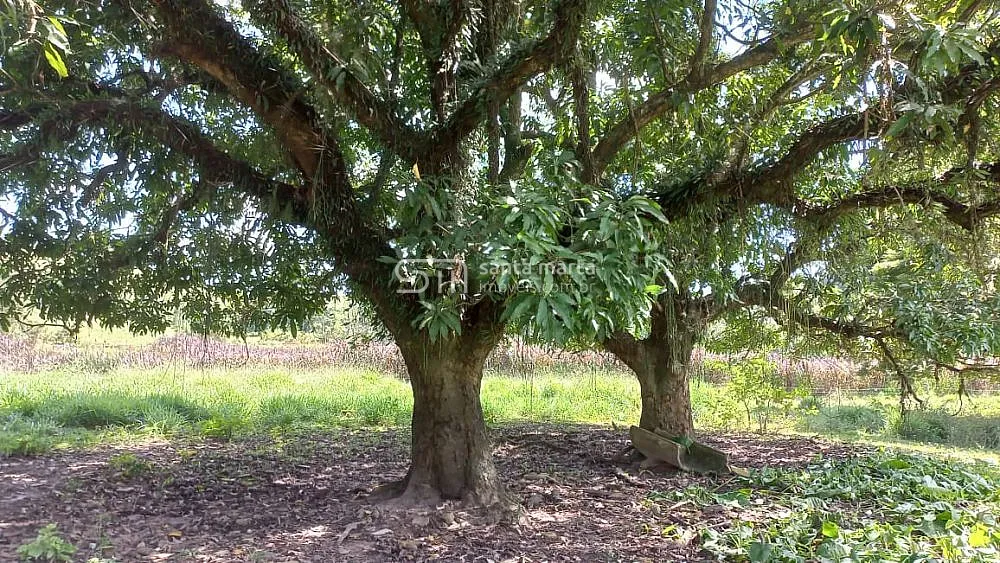 Chácara, 4 quartos, 1 hectares - Foto 11