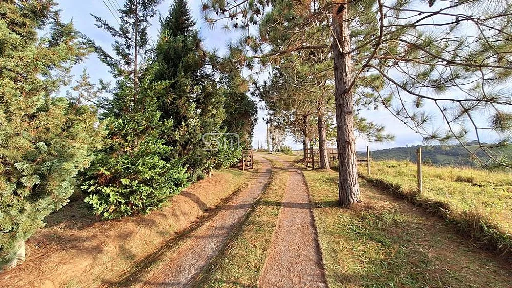 Sítio, 29 hectares - Foto 4