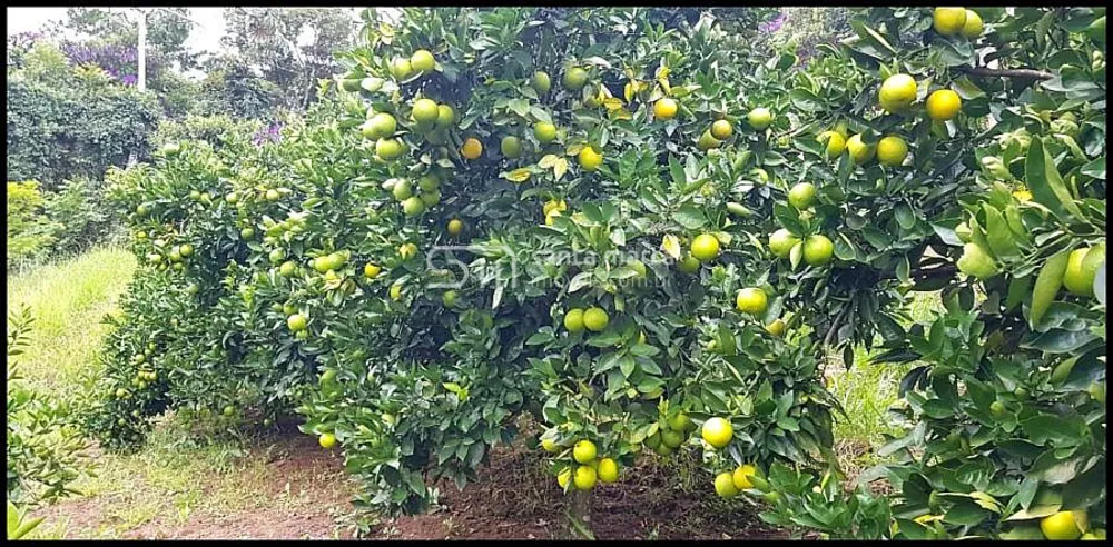 Fazenda, 24 hectares - Foto 2