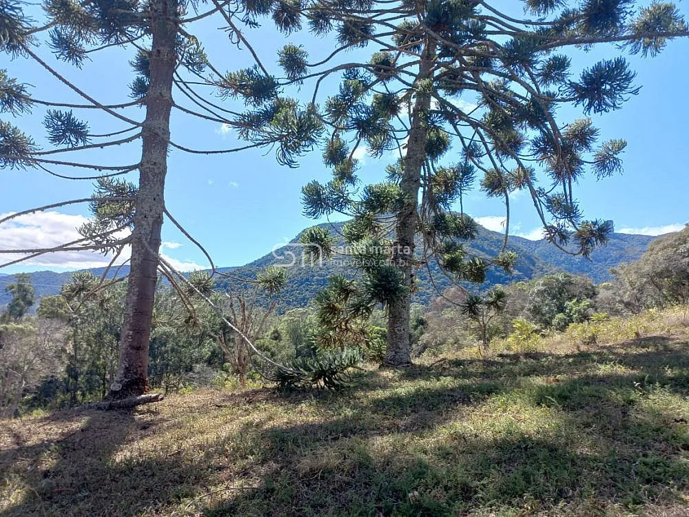 Sítio, 5 hectares - Foto 6