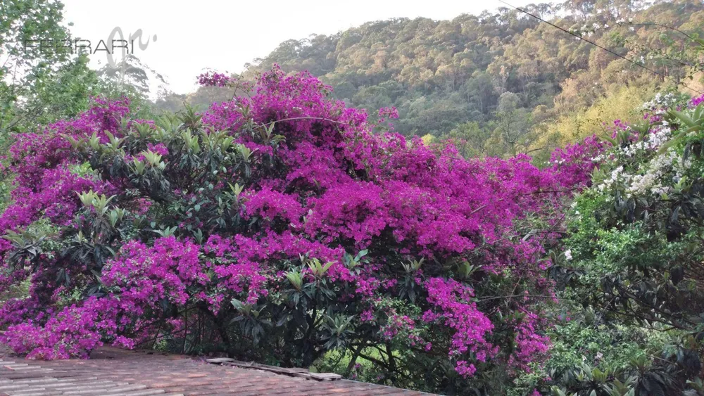 Chácara, 5 quartos, 2 hectares - Foto 4