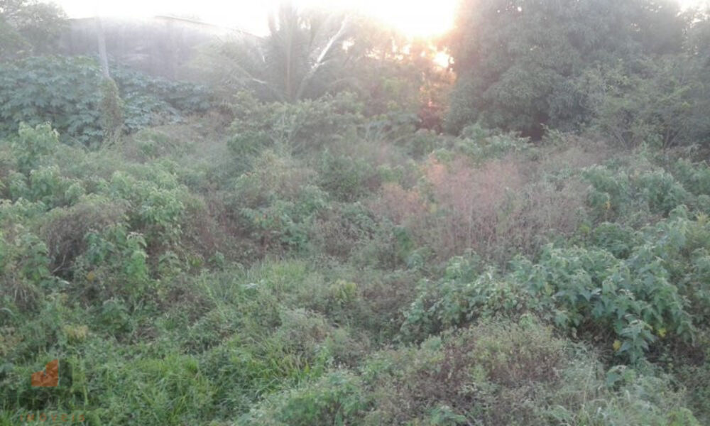 Terreno à venda, 1213m² - Foto 2