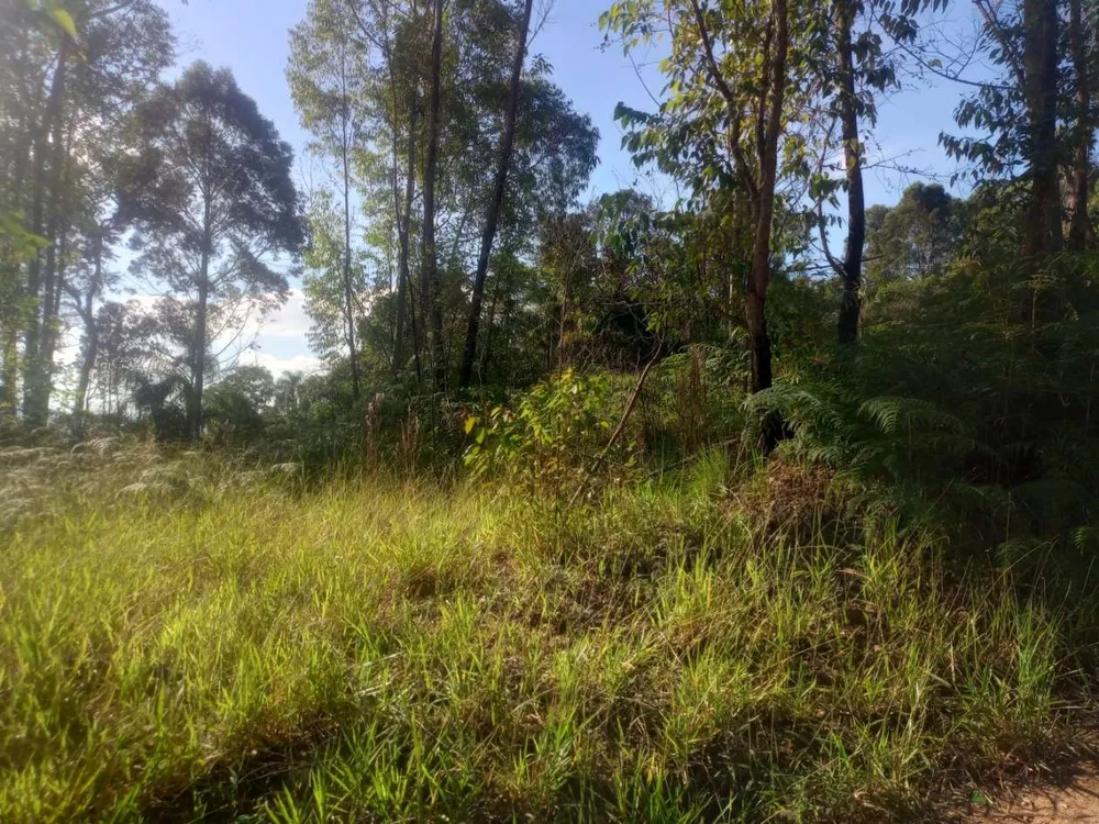 Terreno, 3000 m² - Foto 5