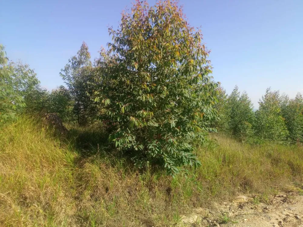 Terreno, 3000 m² - Foto 1