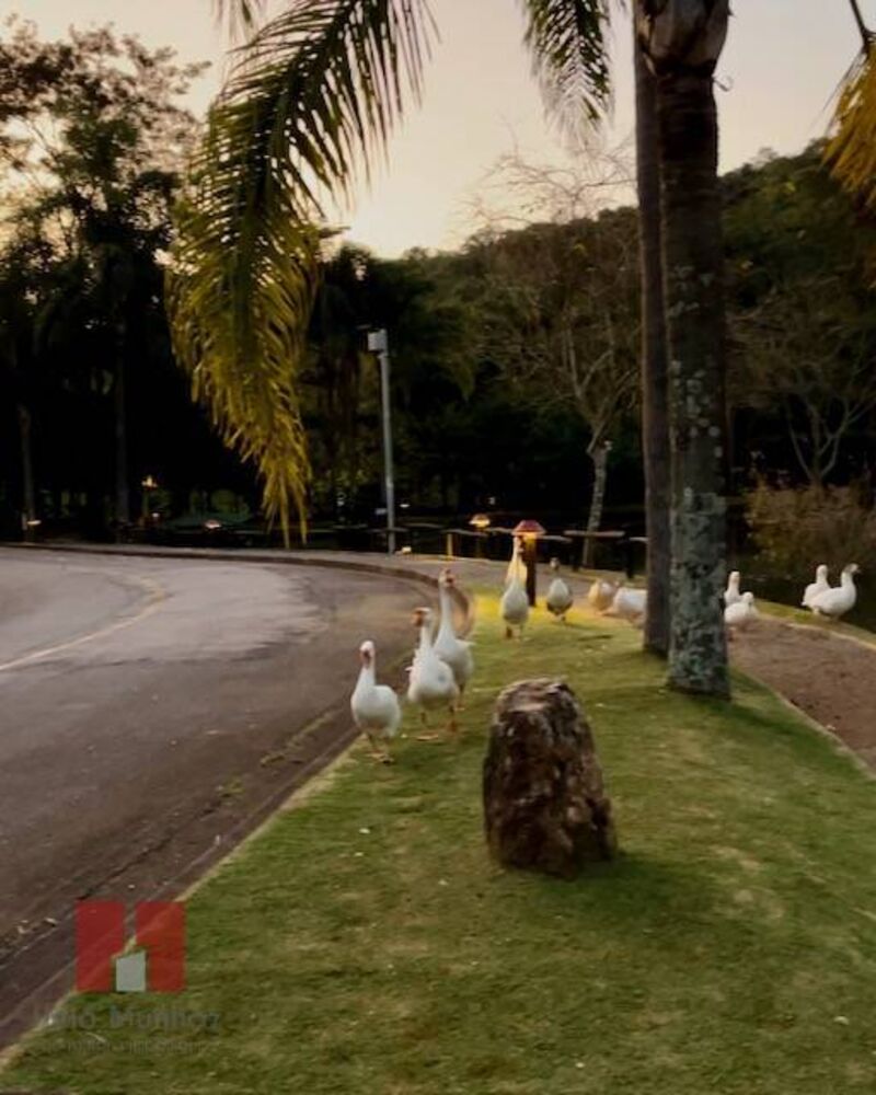 Casa, 6 quartos - Foto 4