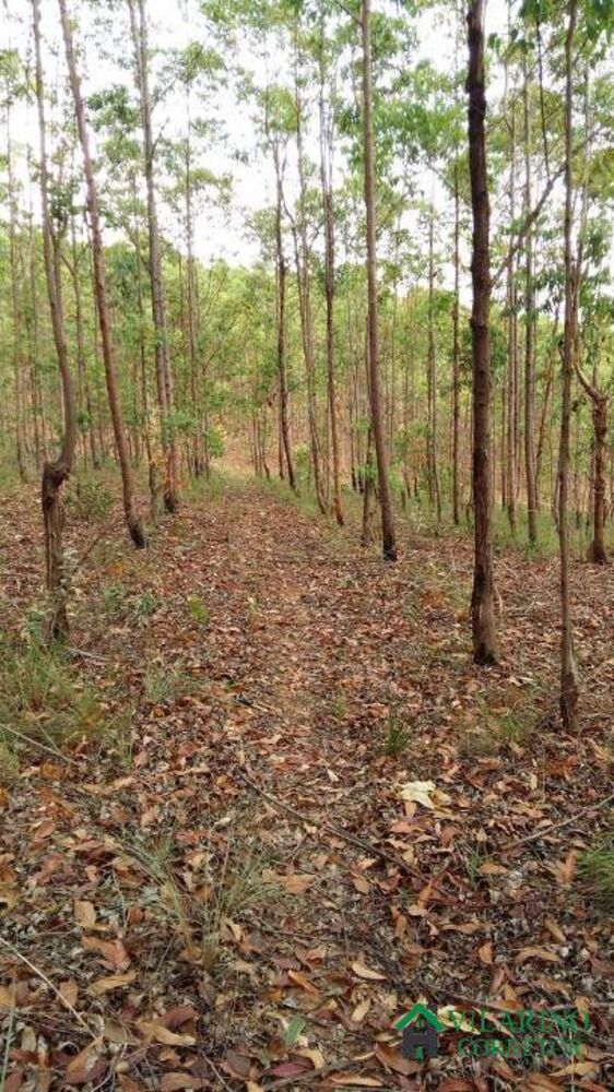 Terreno, 2 hectares - Foto 8