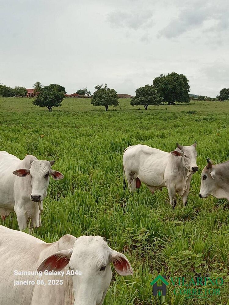 Fazenda à venda com 3 quartos, 600m² - Foto 2