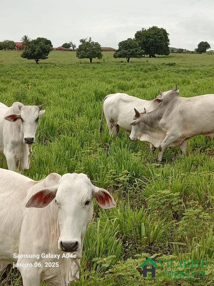 Fazenda à venda com 3 quartos, 600m² - Foto 3