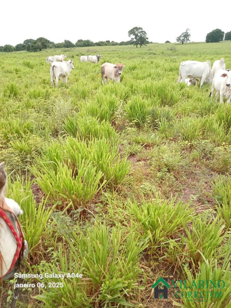 Fazenda à venda com 3 quartos, 600m² - Foto 4