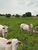 Fazenda, 610 hectares - Foto 2